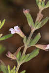 Florida calamint